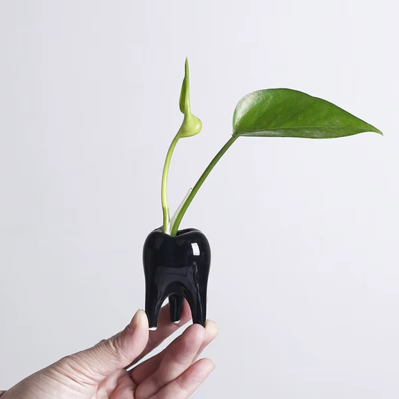 Pot plante charnue en céramique en forme dent