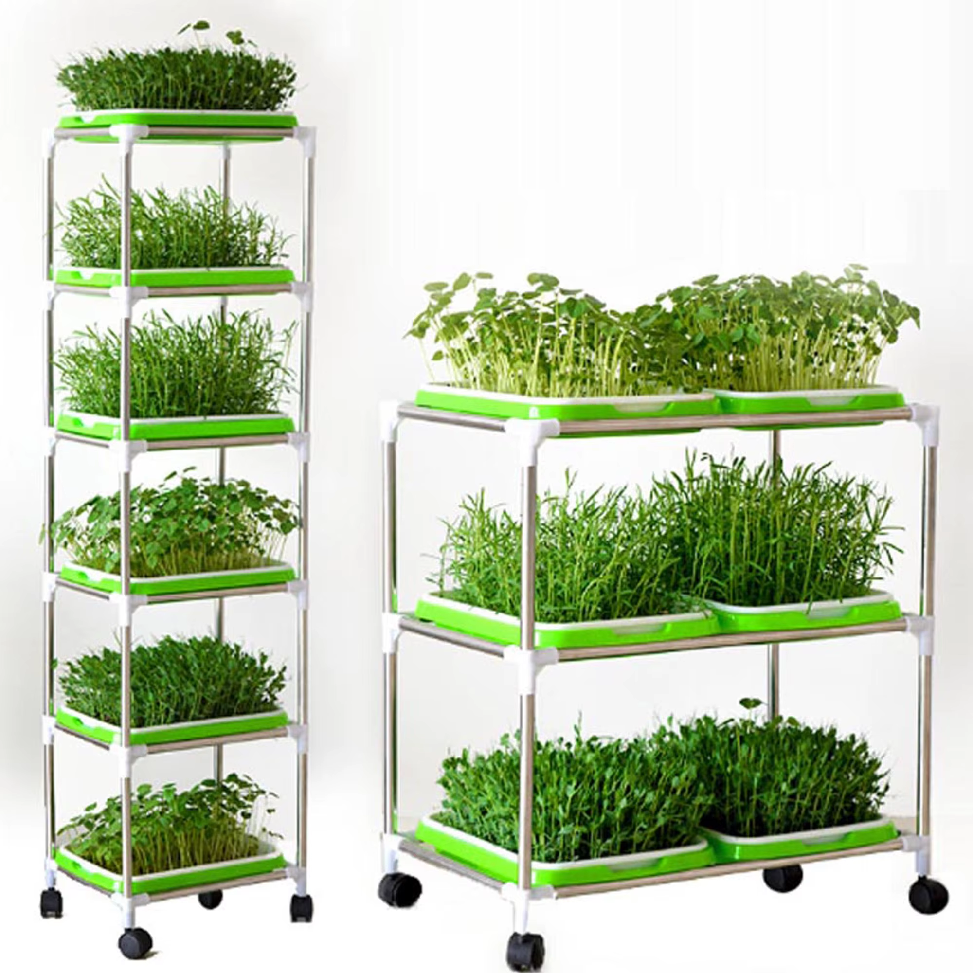 Plateau de germination