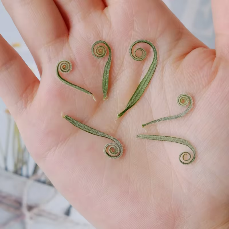 24 pièces, tiges de cycadées pressées naturelles