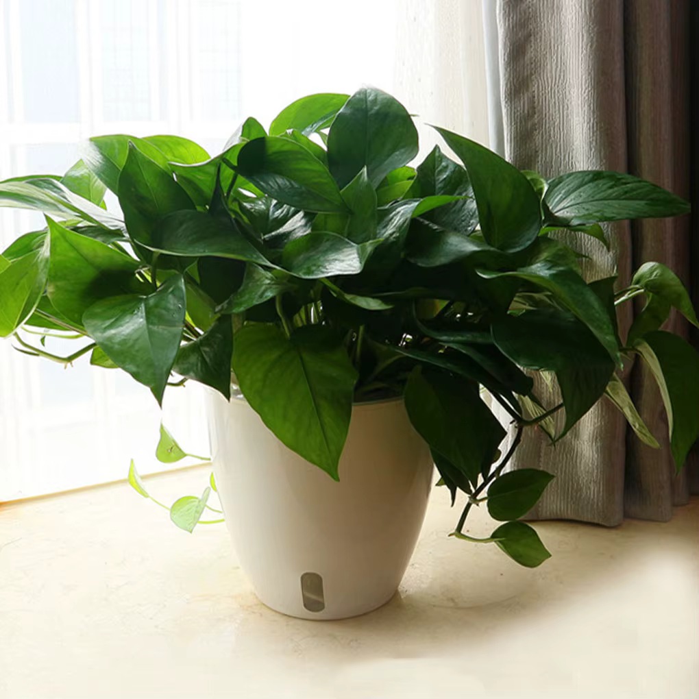 Pots de fleurs innovants