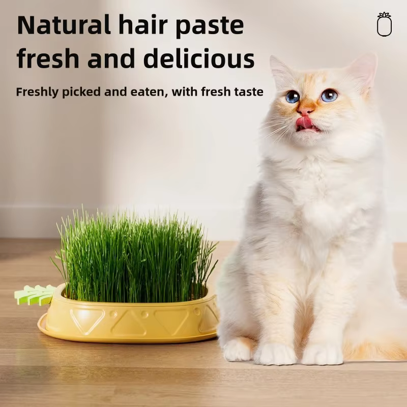 Jardinière hydroponique d'herbe pour chat
