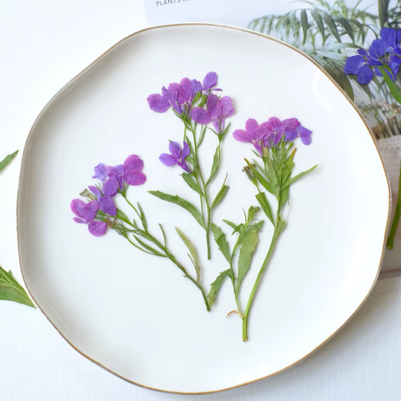 6 pièces/8-13 cm, fleurs séchées pressées naturelles Lobelia Erinus avec tiges