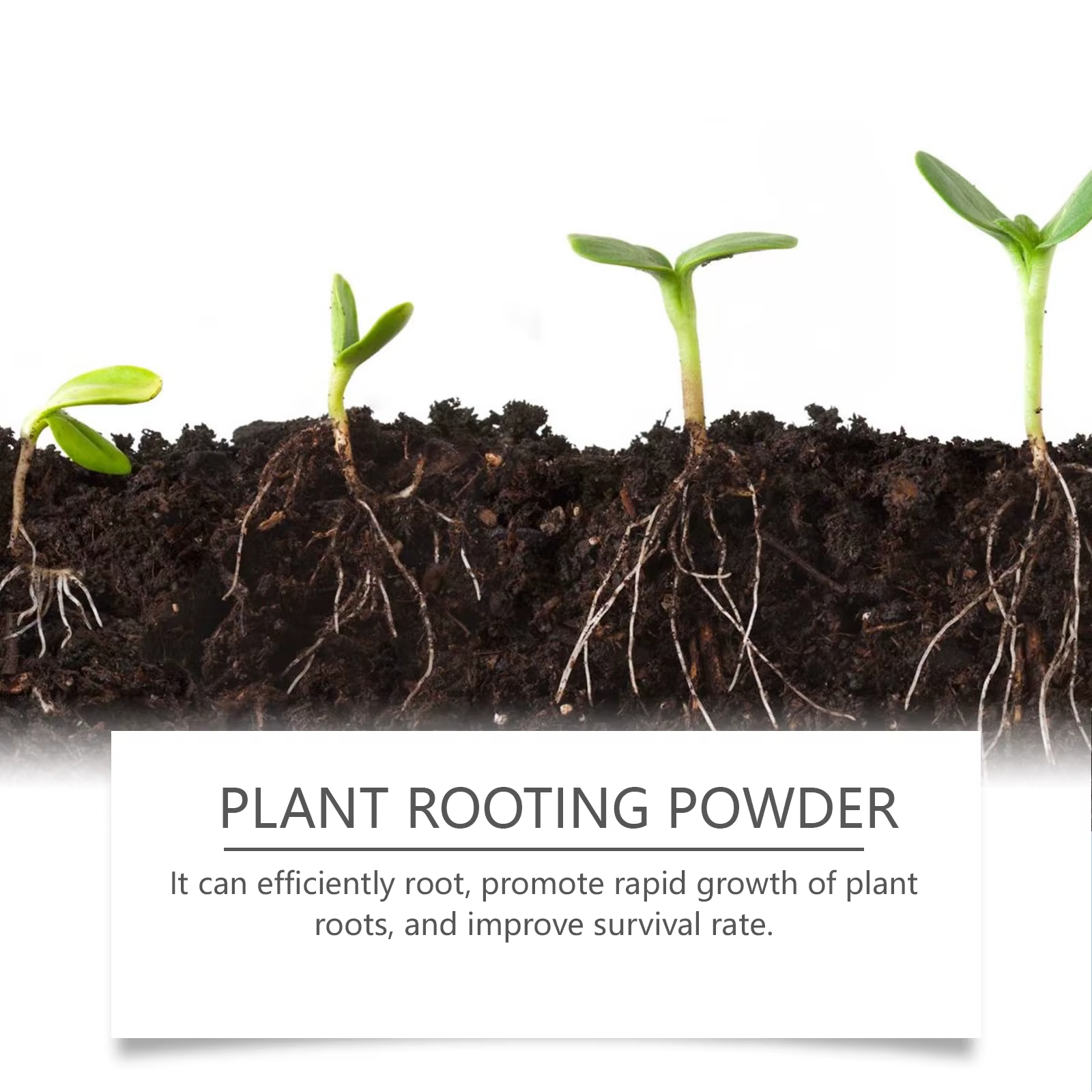 Poudre d'enracinement des plantes - Pour les boutures