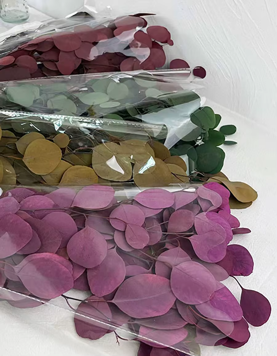 Feuilles rondes d'eucalyptus pour la décoration intérieure