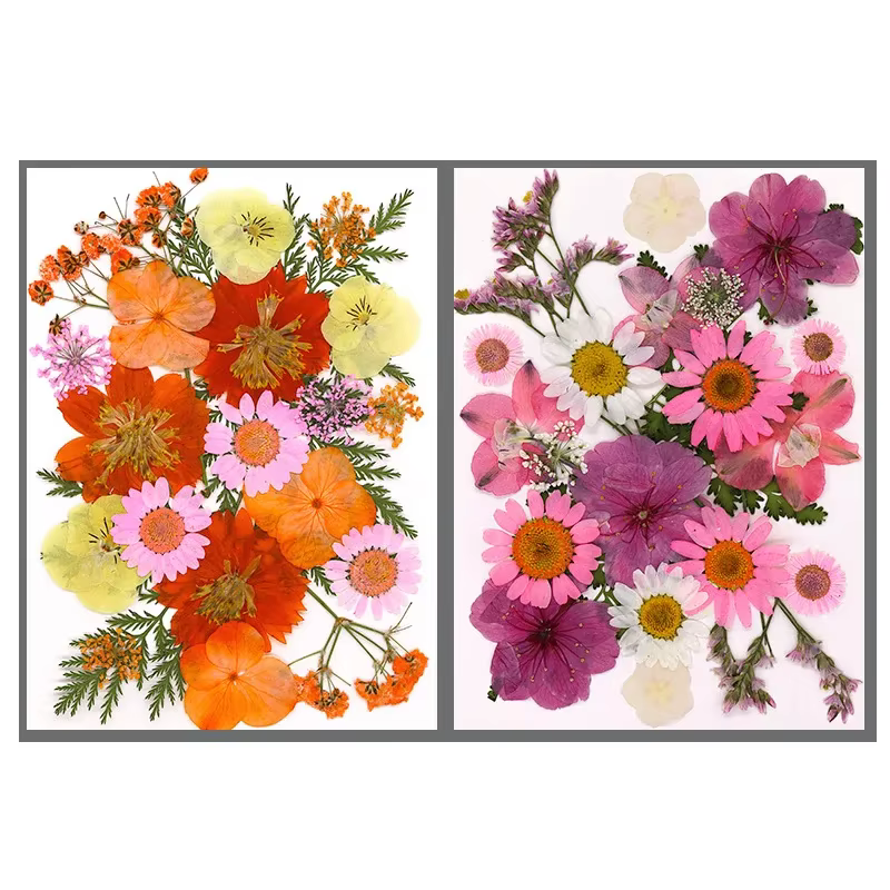 Fleurs séchées pour bricolage