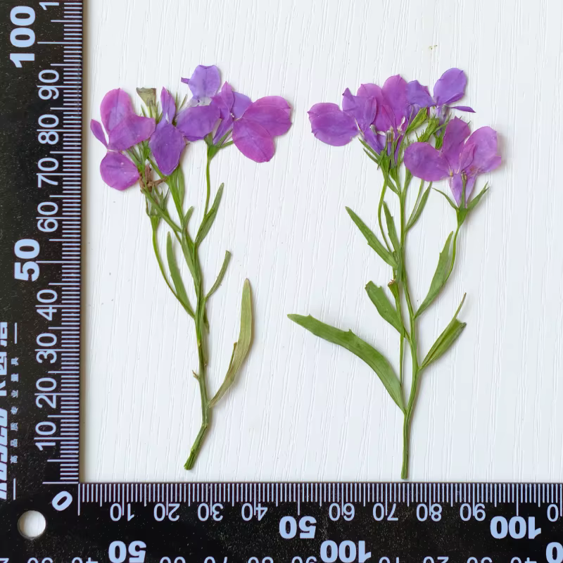 6 pièces/8-13 cm, fleurs séchées pressées naturelles Lobelia Erinus avec tiges