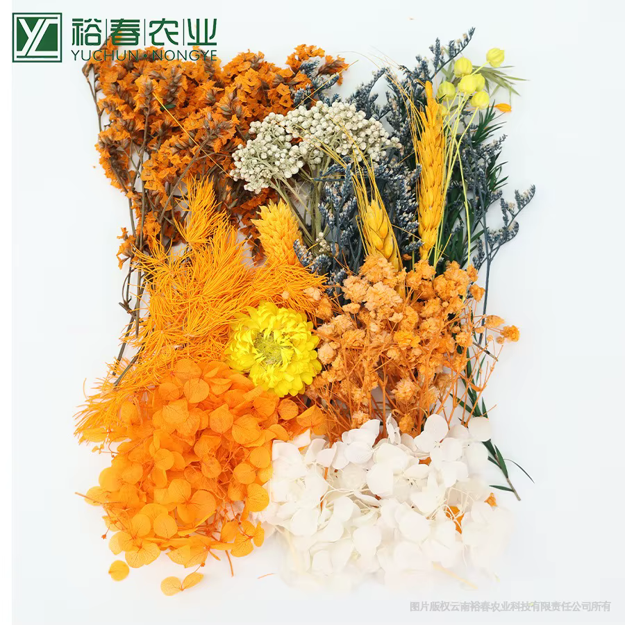Ensemble de plantes naturelles préservées