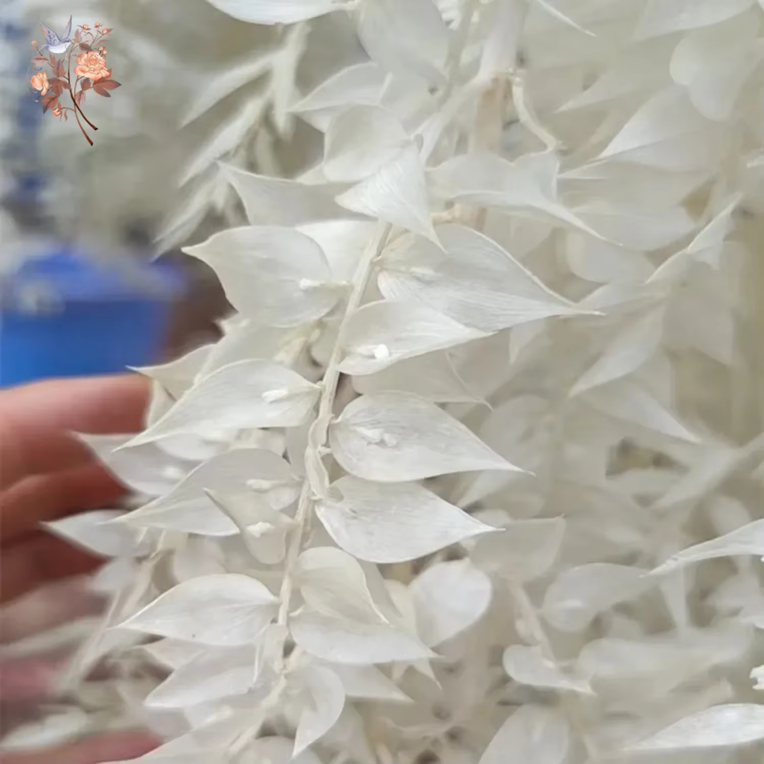 Bouquet de Vraies Feuilles de Ruscus Naturelles vaccées