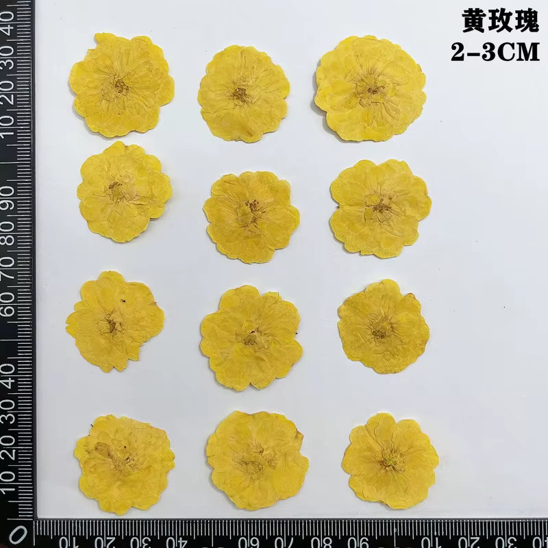 60 pièces pressées séchées rouge jaune Rose