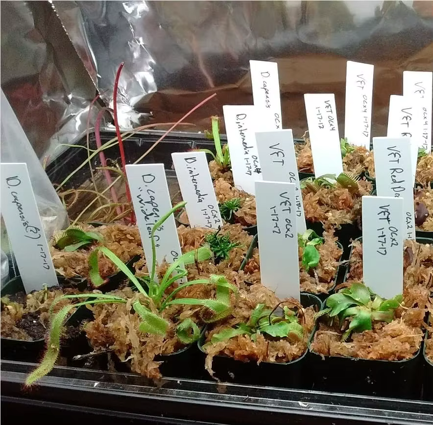 Étiquettes de marquage pour plantes