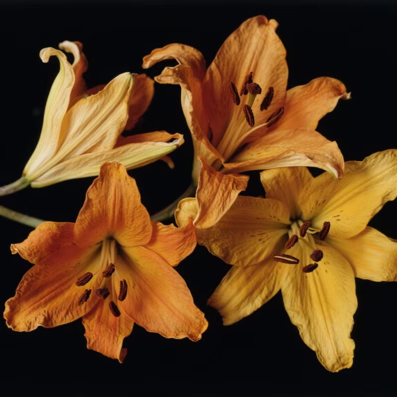 Bai He – fleur séchée de lys de qualité supérieure