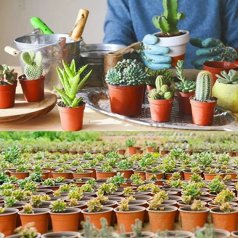 Pot de fleurs spécial pour semis de plantes succulentes