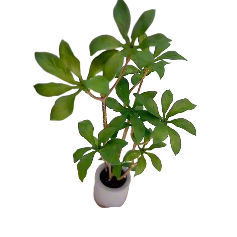 Plante l'inventaire en pot pour maison de courses
