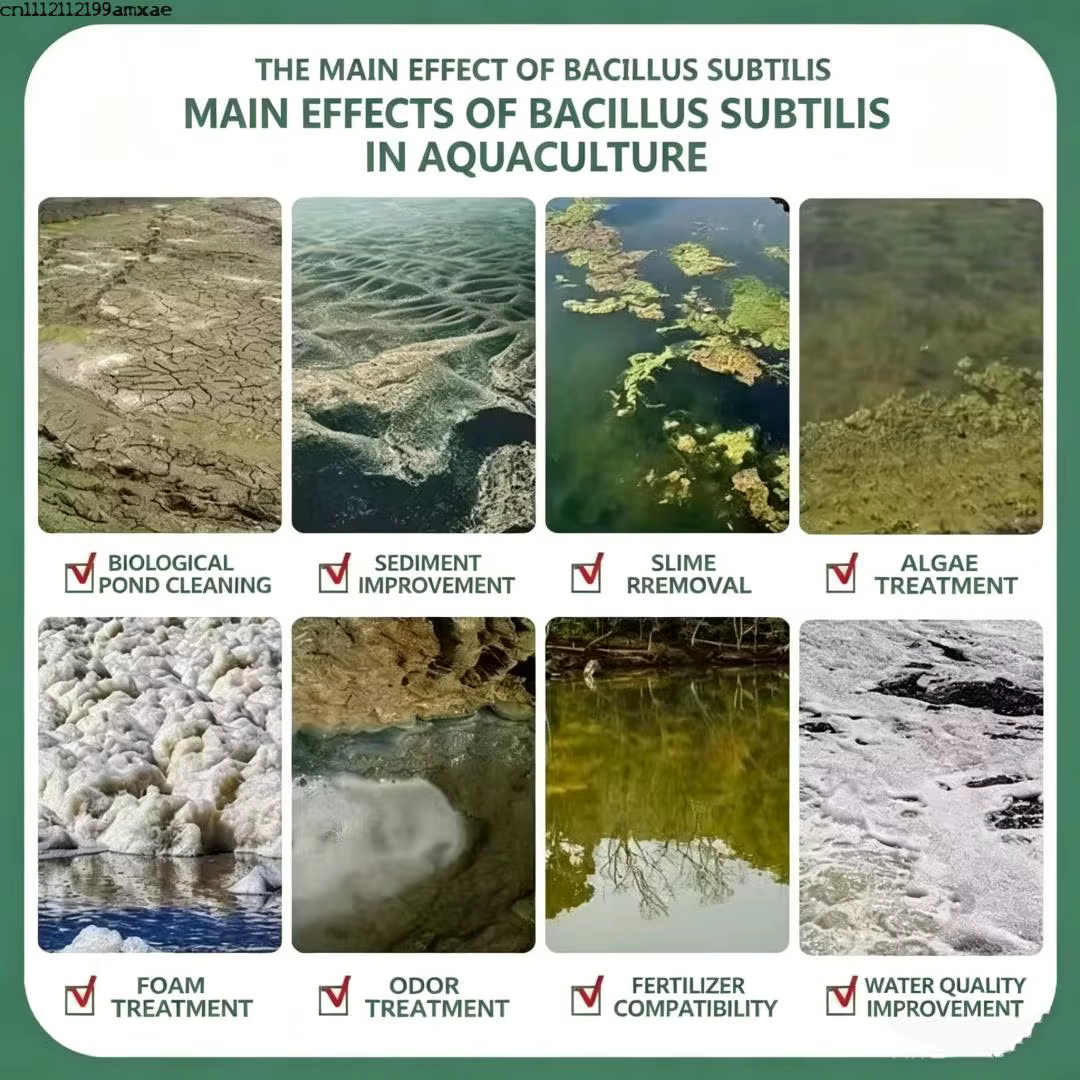 Bacillus subtilis de haute pureté pour la croissance des plantes