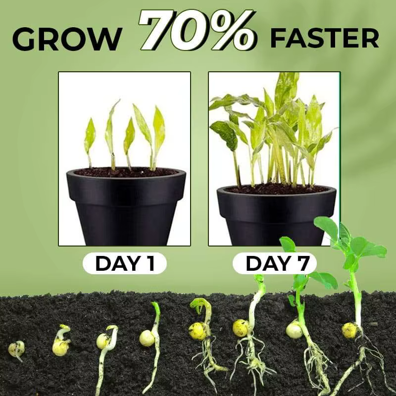6-BA BAP favorise la croissance des plantes et la germination latérale
