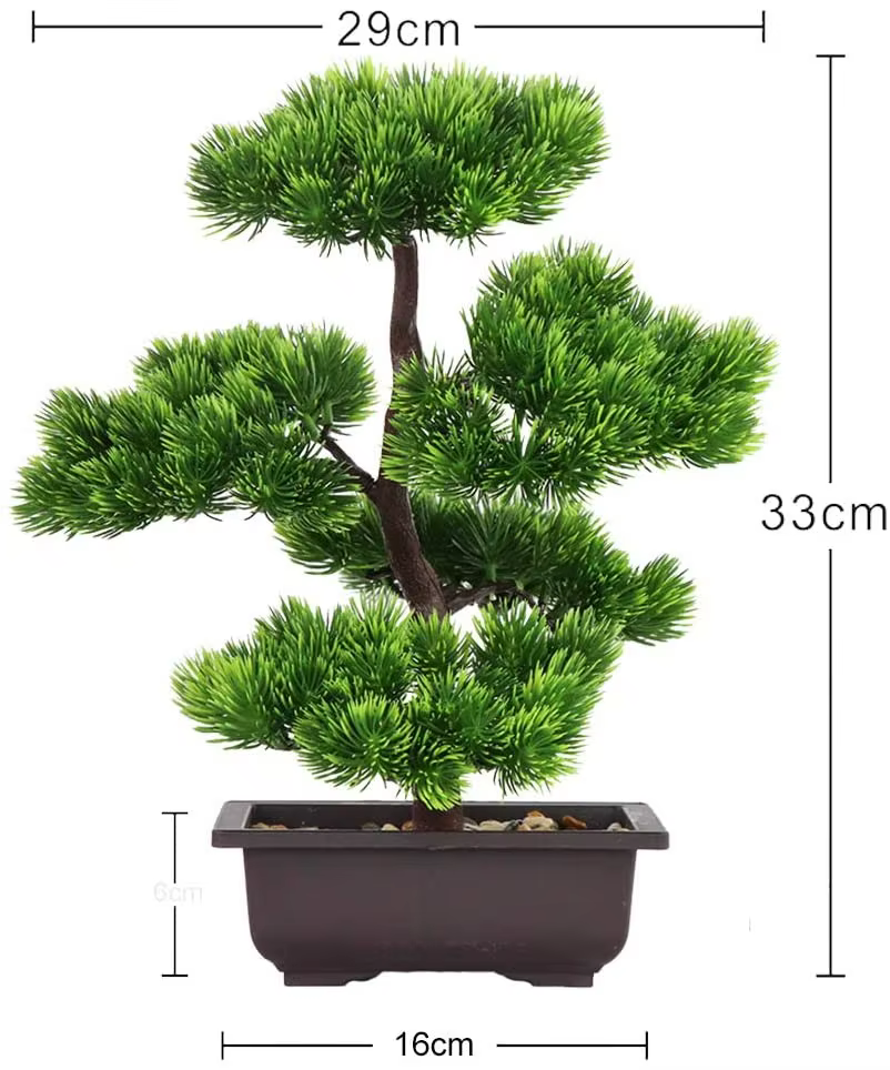 Plante bonsaï de pin japonais pour la décoration de la maison