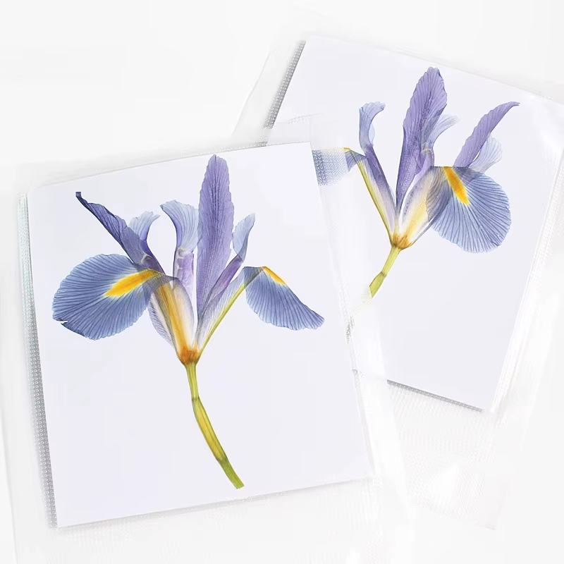 1 pièces/12-14cm, nouvelles fleurs pressées Iris réel demi-coupe fleur sèche primaire bricolage plante cadre Photo époxy carte de voeux aromathérapie