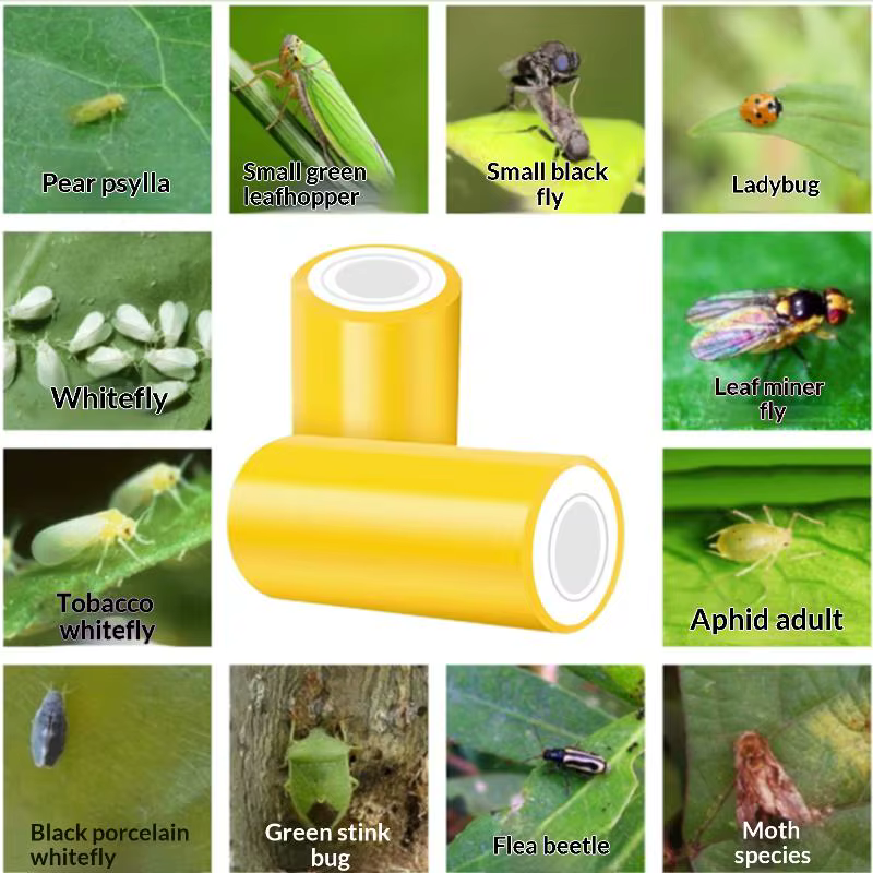 1 rouleau de ruban adhésif anti-insectes jaune double face de 10 mètres pour la lutte contre les ravageurs du jardin