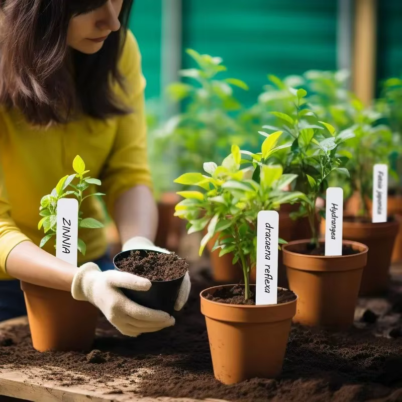 Étiquettes de plantes en plastique 100/300x