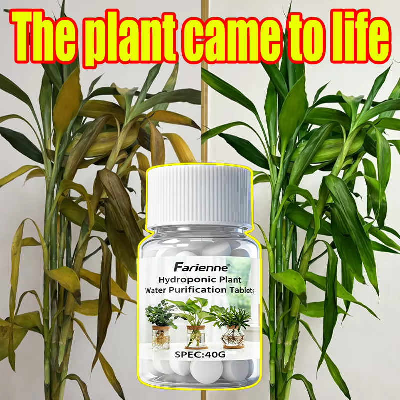 Farienne 100 comprimés de purification d'eau pour plantes hydroponiques 40G - Activateur de racines pour bambou porte-bonheur et préservateur de fraîcheur pour fleurs coupées