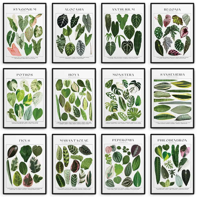 Affiche d'identification de plantes de maison