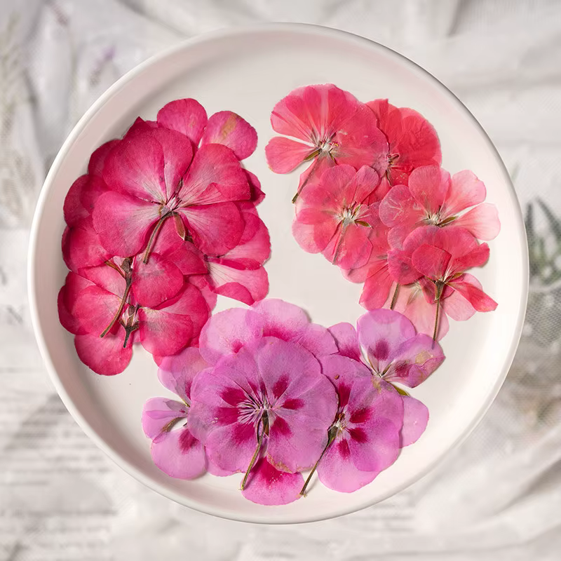 12 pièces, fleurs de géranium séchées et pressées