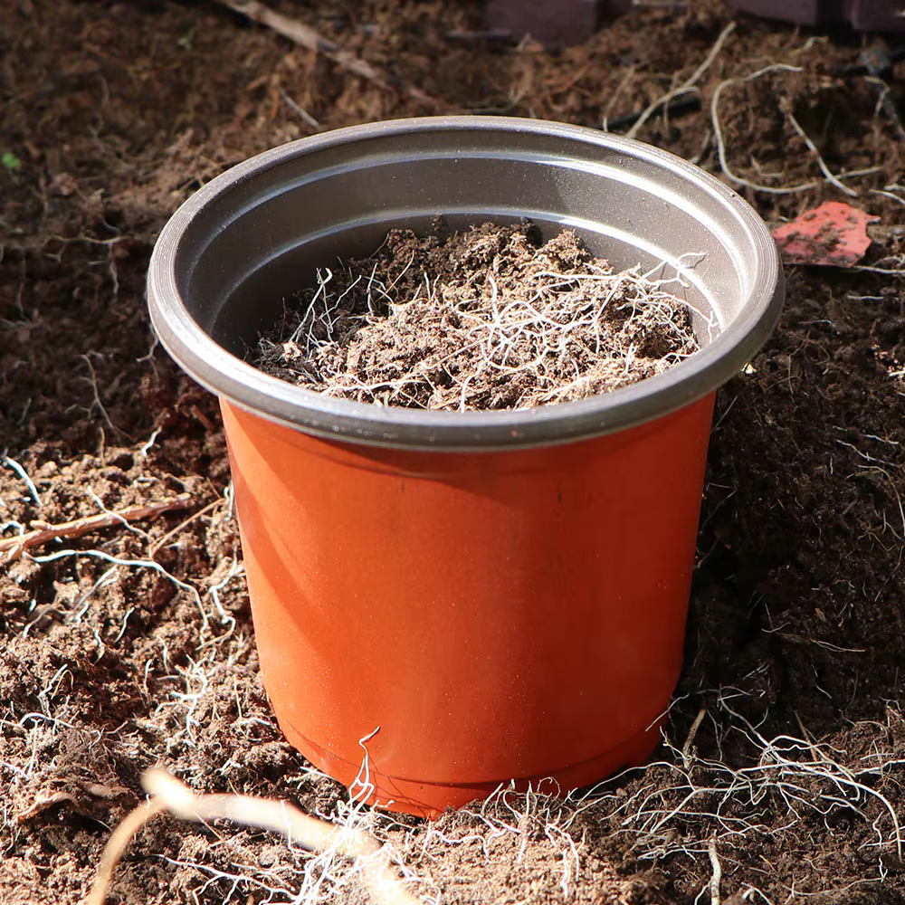 Pot de plantes de jardin