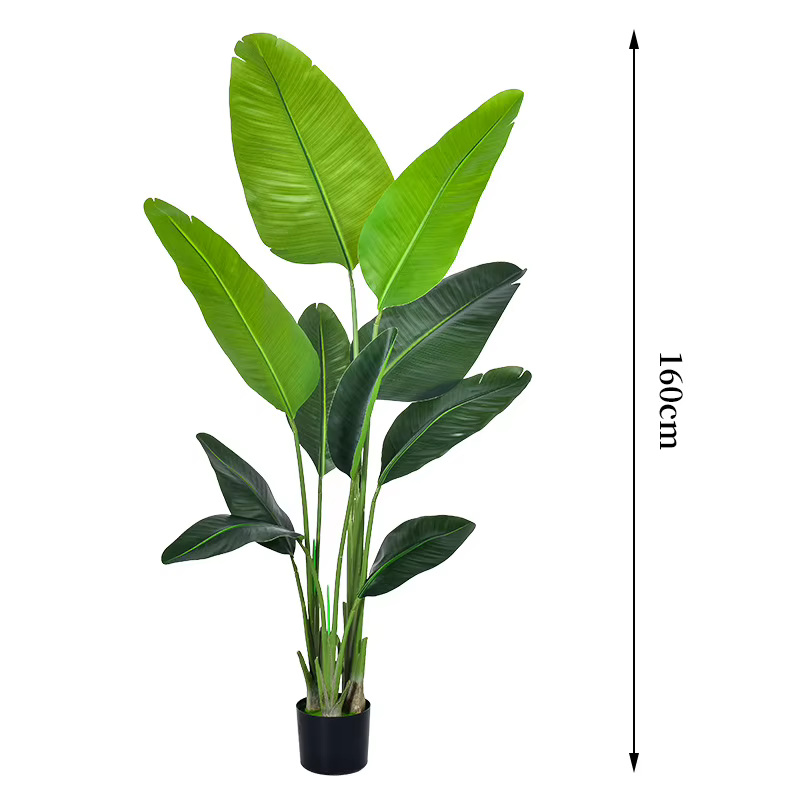 Grande plante banane tropicale de 70