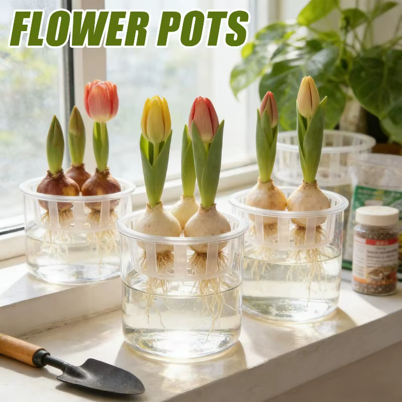 1/3 pots hydroponiques pour bulbes de tulipes