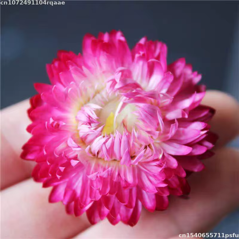 Fleurs séchées 100% naturelles Bracteantha Bracteata pour décoration de mariage