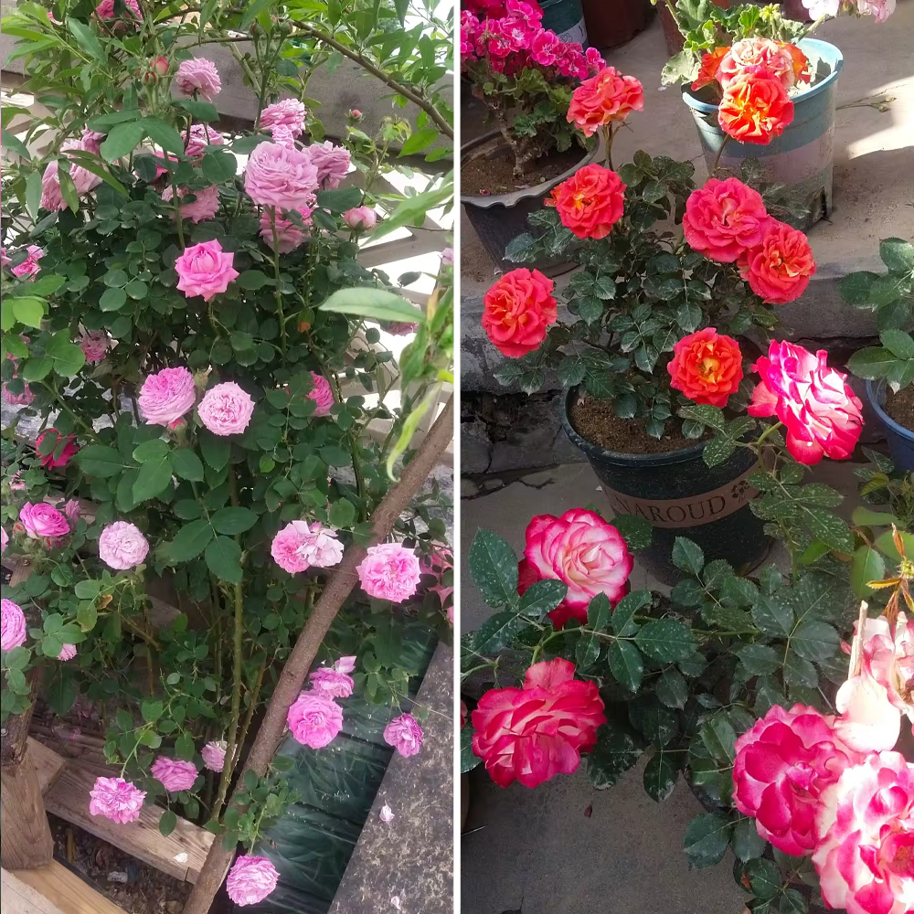 Engrais composé spécial à la rose 30g