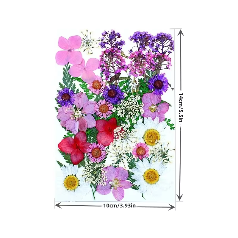 Fleurs pressées séchées