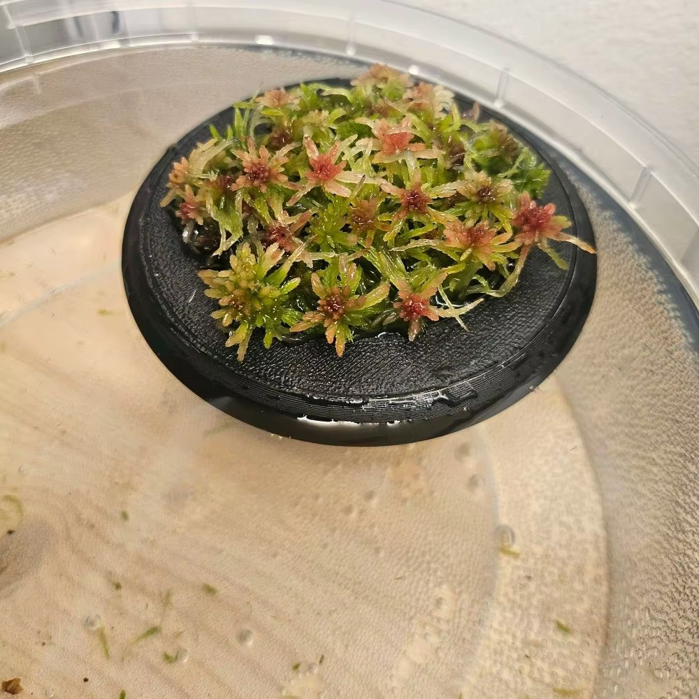 Pot de fleurs flottant décoratif en PLA avec trous