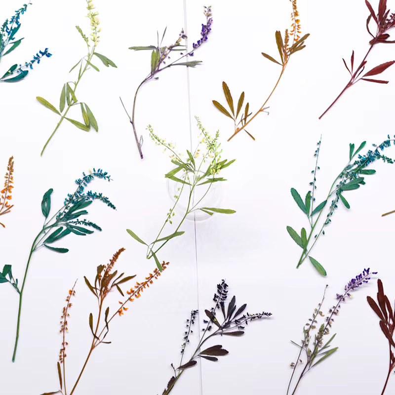 24 pièces, Fleurs de Mélilot Naturelles Pressées