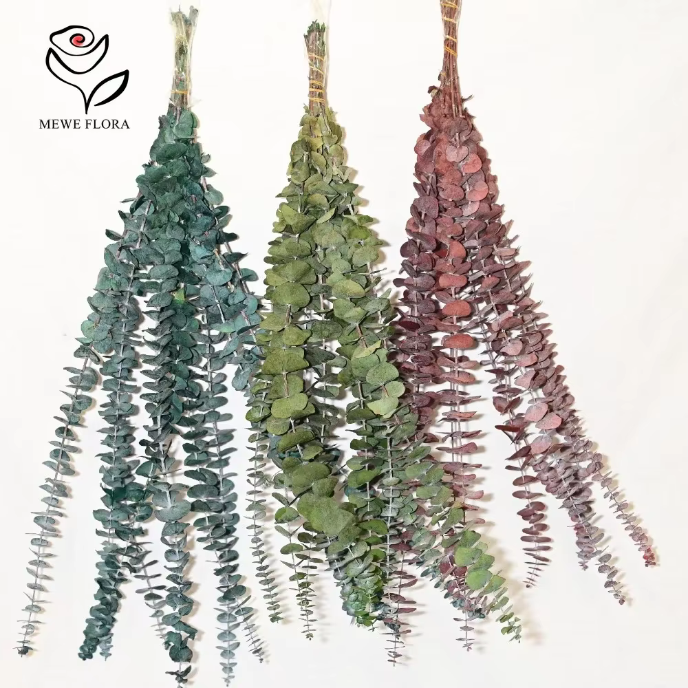 Tiges d'eucalyptus sèches pour la décoration intérieure