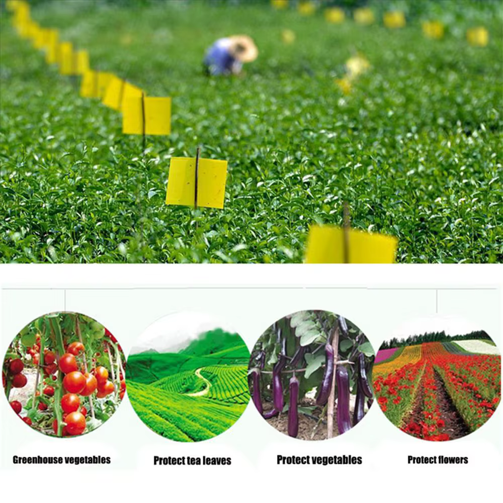 Piège collant double face pour insectes