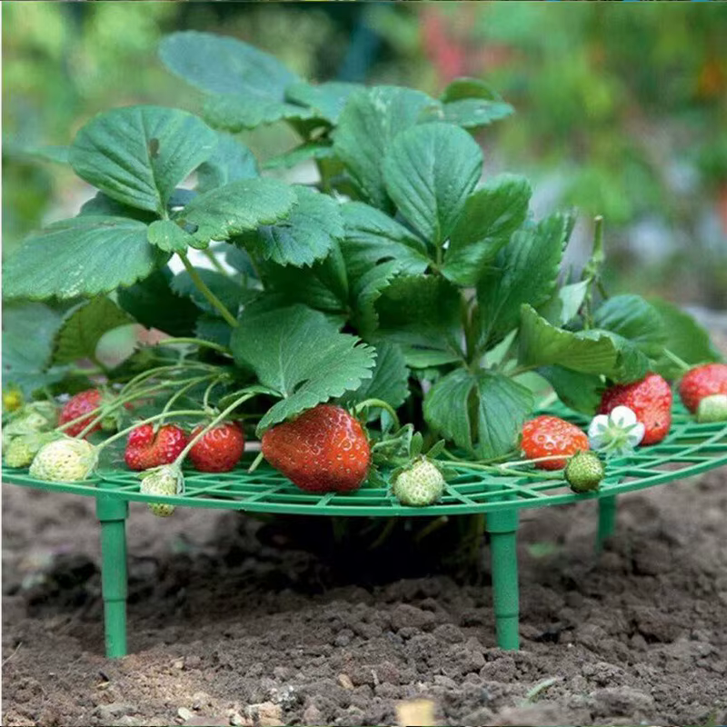 Plateau de plantation de fraises
