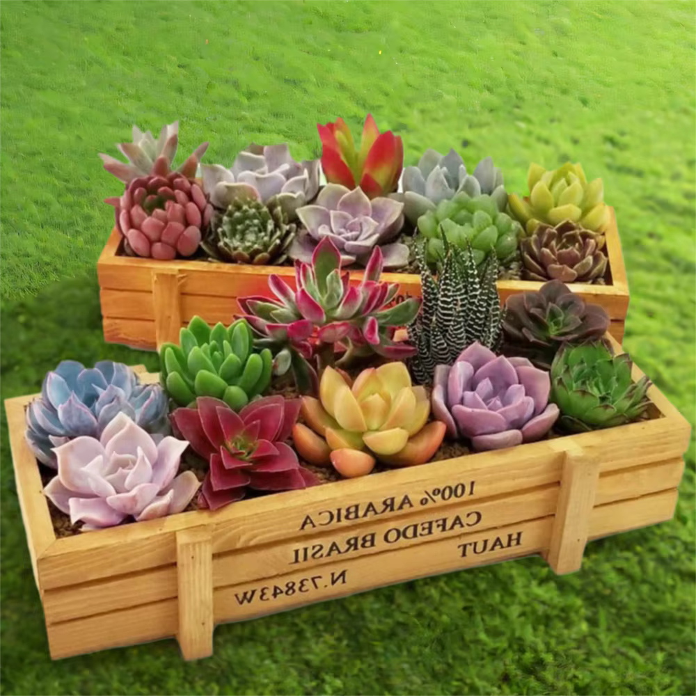 Pots décoratifs pour jardinière