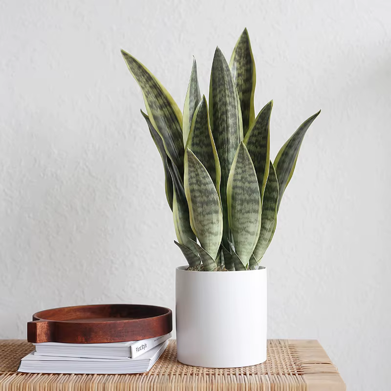 Plantes artificielles, succulentes réalistes