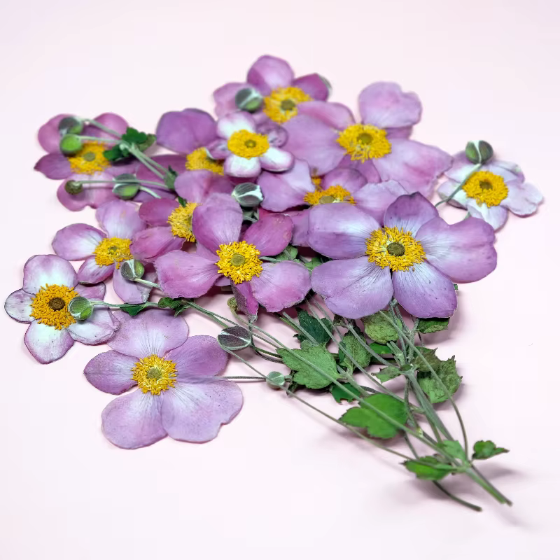 Fleurs séchées pressées en coton sauvage naturel
