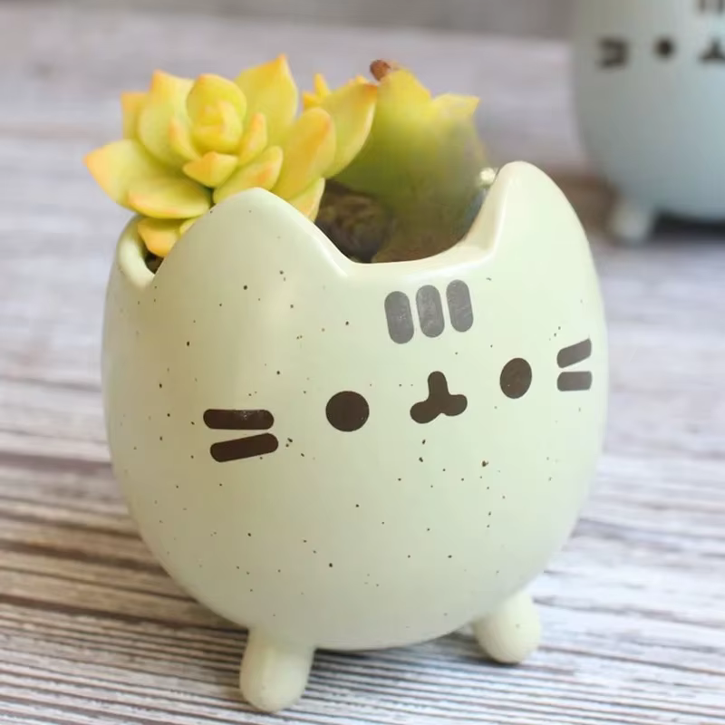 Pot de plantes succulentes avec trou