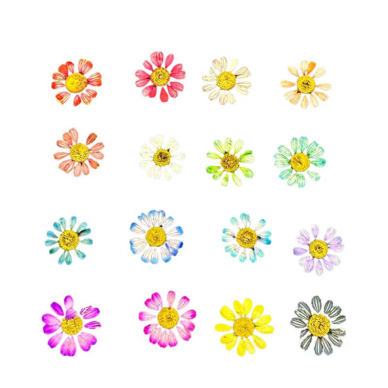 12 pièces/1-2 cm, Mini fleur sèche naturelle camomille