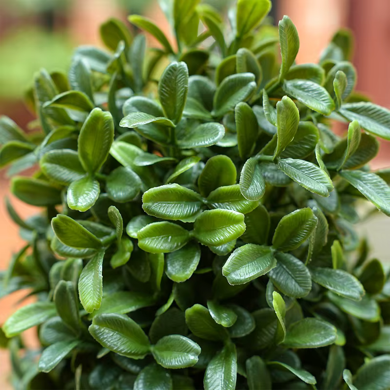 Plantes vertes en pot de cuir chevelu Milan Él