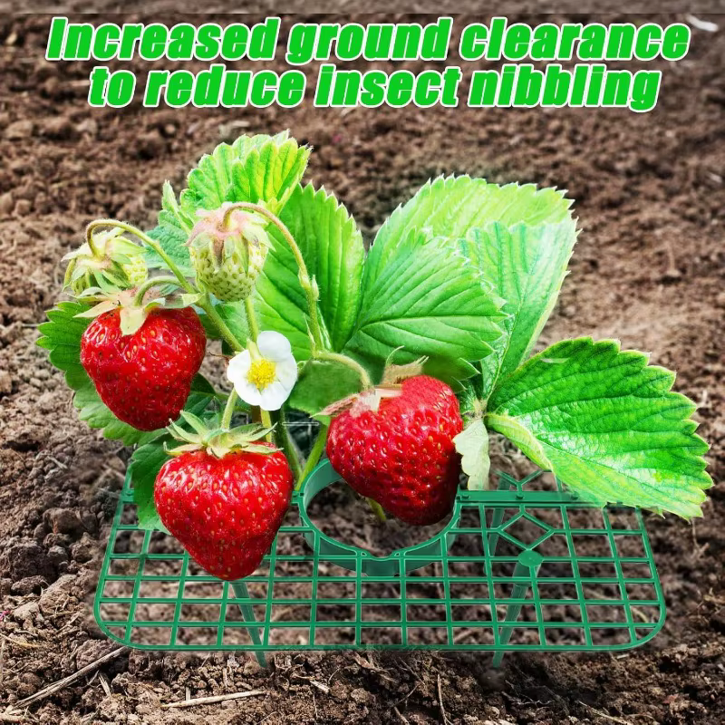 Supports pour plantes à fraises
