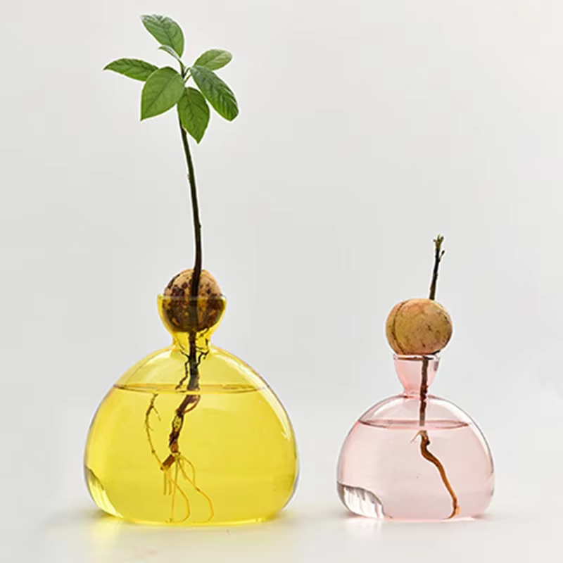 Vase hydroponique en verre Transparent