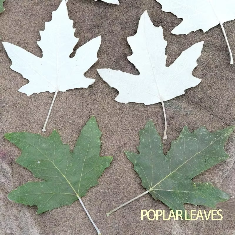 Feuilles de peuplier pressées naturelles