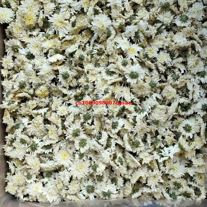 Fleurs séchées de chrysanthème blanc de haute qualité