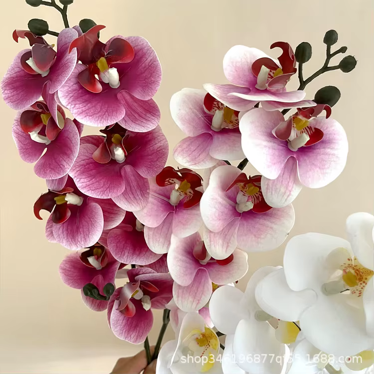 Film d'impression 3D Phalaenopsis