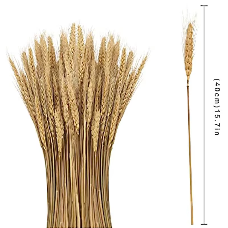 Pointes de blé séchées naturelles pour la décoration