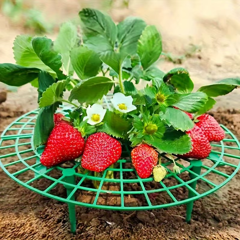 Support de plantation robuste pour fraises et pastèques (20/50 pièces) - Cadre